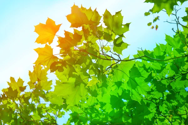 Ahornblätter Auf Dem Blauen Himmelshintergrund Sonnenlicht Scheint Durch Die Blätter — Stockfoto