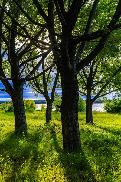 Beautiful Landscape Path Edge Forest — Stock Photo, Image