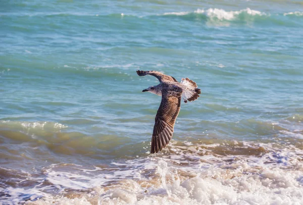 Птах Летить Над Хвилями Огидного Моря Крупним Планом — стокове фото