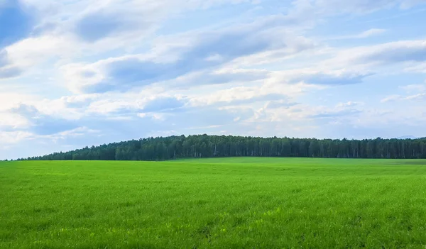 Green Field Forest Distance Bright Summer Day — Stock Photo, Image