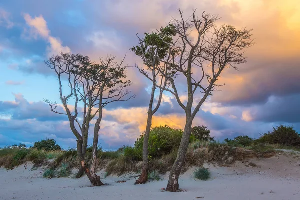 Felhős Égen Fák Sunset Táj — Stock Fotó