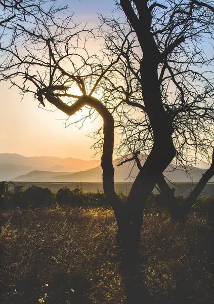 Einsam Schiefer Baum Der Dämmerung Vor Bergigem Hintergrund — Stockfoto