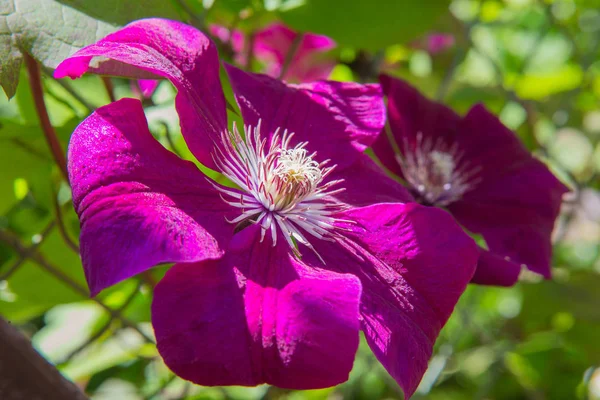 Cerrar Arriba Flor Clematis Púrpura Con Estambres Dedo Blanco — Foto de Stock