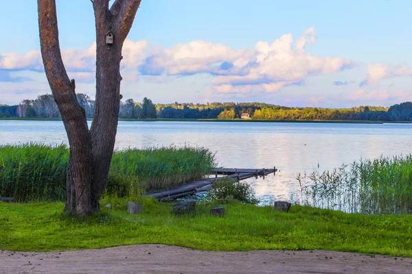 Göl Ağaç Sazlık Bulutlu Gökyüzü Güzel Manzara — Stok fotoğraf