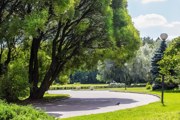 Wandelpad Een Prachtig Park Met Grote Bomen Zomer — Stockfoto