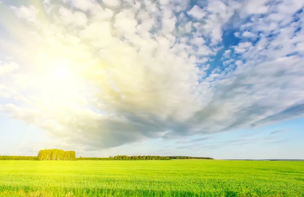 Mooie Zomerse Landschap Met Veld Hout Hemel — Stockfoto