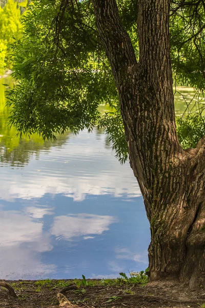 在水边的夏天的老树与绿叶 — 图库照片