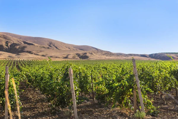 Viñedo Campo Uva Grande Las Tierras Altas — Foto de Stock