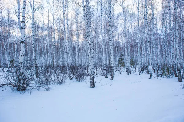 风景与冬天桦树森林在晚上在日落 — 图库照片