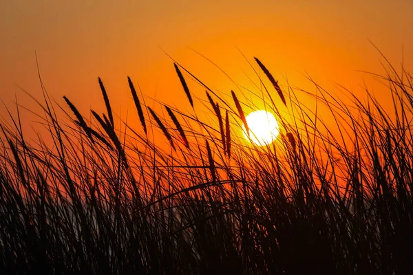 Denizi yüksek otların içinde güzel gün batımı