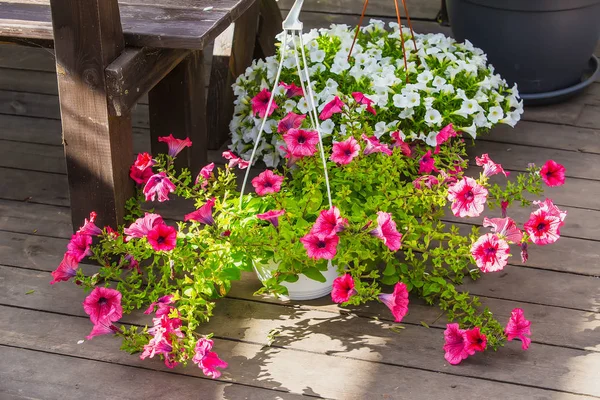 İki asılı sepetler pembe Petunya ve beyaz calibrachoa.