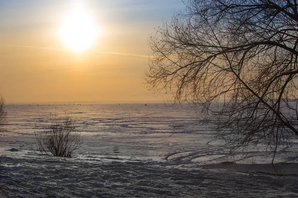 Sunset Door Boomtakken Winter Ijs Oppervlak Van Het Meer — Stockfoto