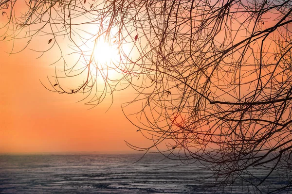 Coucher Soleil Travers Les Branches Des Arbres Sur Surface Glace — Photo