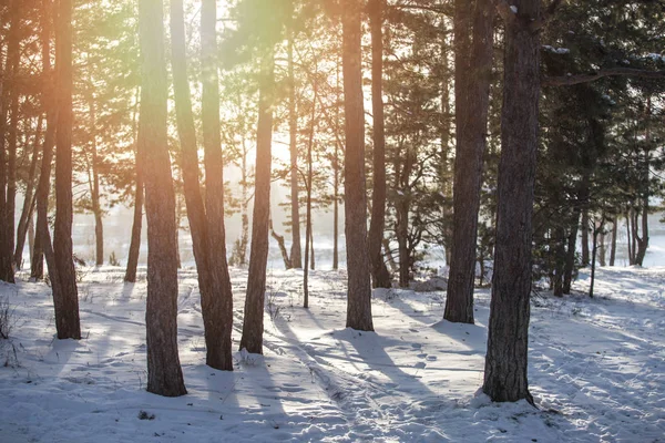 Paisagem Floresta Fria Inverno Luz Sol — Fotografia de Stock