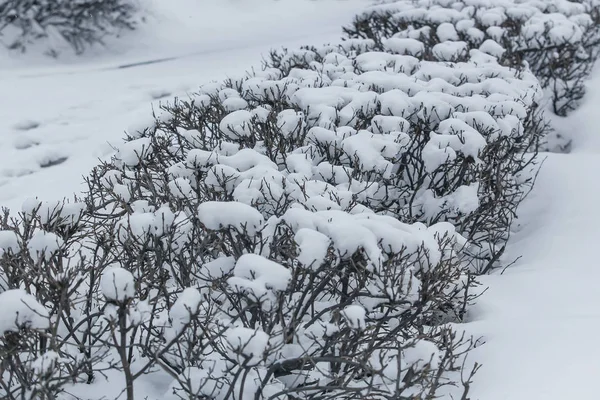 Snötäckta Buskar Staden Täckt Med Snö Vintern — Stockfoto