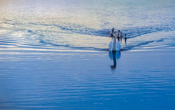 Лебединая Семья Мать Цыплята Плавают Спокойной Голубой Воде — стоковое фото