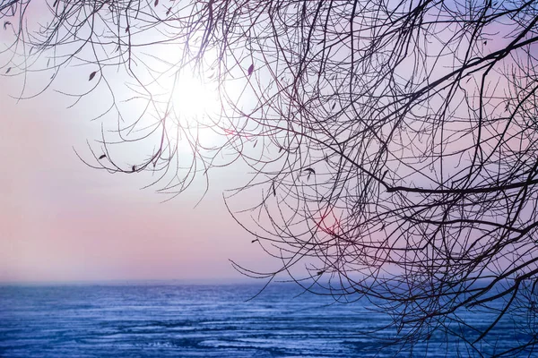 Sonnenuntergang Durch Die Äste Über Der Winterlichen Eisfläche Des Sees — Stockfoto
