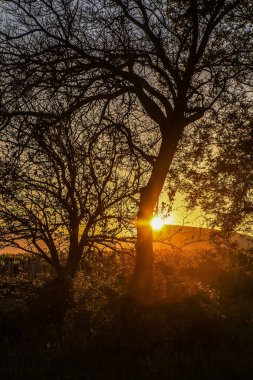 Ağaç ve dağların kontur ile güzel manzara 