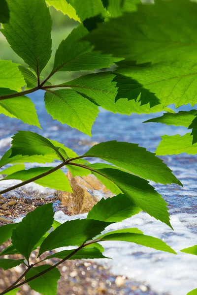 Grüne Blätter im hellen Sonnenlicht — Stockfoto