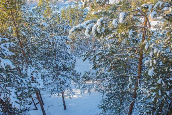 Landschap winter Pine Forest — Stockfoto