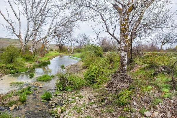 Birch on the bank of the stream. — Stock Photo, Image