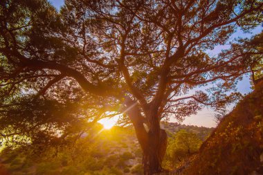 gün doğumunda dağda büyük ağaç