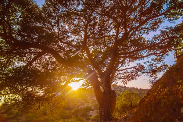 gün doğumunda dağda büyük ağaç