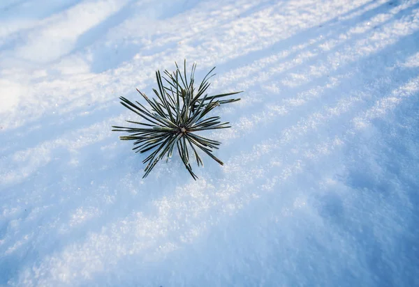 Borová větev ve sněhu — Stock fotografie