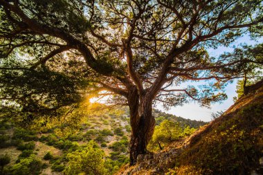 gün doğumunda dağda büyük ağaç