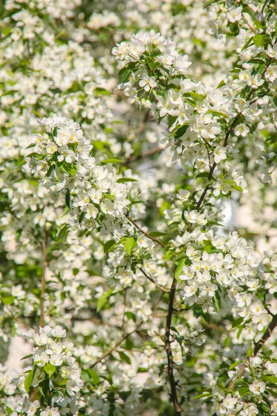 Apple branches blooming with white flowers — Stock Photo, Image