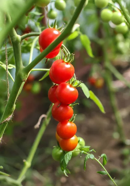 Röda tomater i växthus — Stockfoto