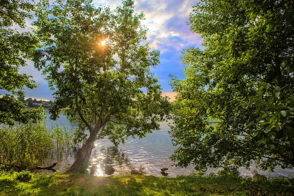 Big Trees Sunshine River Summer — Stock Photo, Image