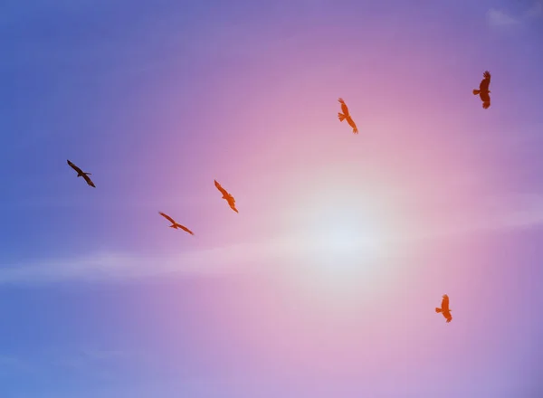 Kartallar Mavi Gökyüzünde Öğleden Sonra Güneşin Arka Planında Uçarlar — Stok fotoğraf