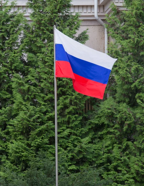 Σημαία Ρωσίας Φόντο Δένδρων — Φωτογραφία Αρχείου