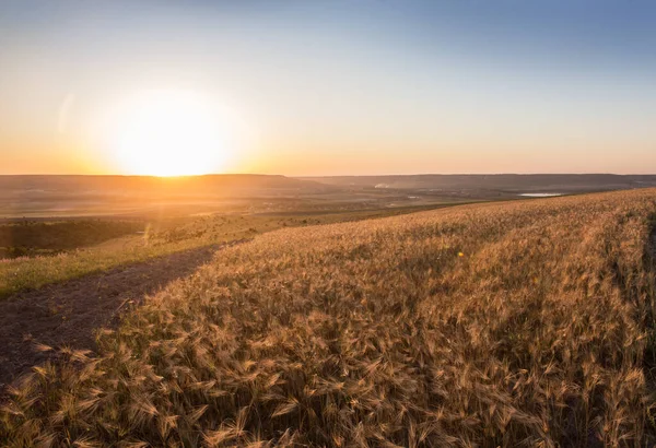 Beautiful Sunset Horizon Wheat Field — Stock Photo, Image