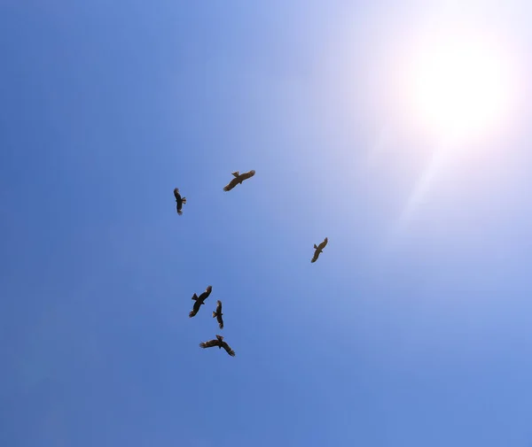 Águias Voam Céu Azul Contra Fundo Sol Tarde — Fotografia de Stock