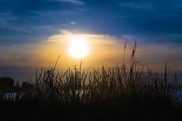 Hermosa Puesta Sol Sobre Hierba Alta Cielo Azul — Foto de Stock