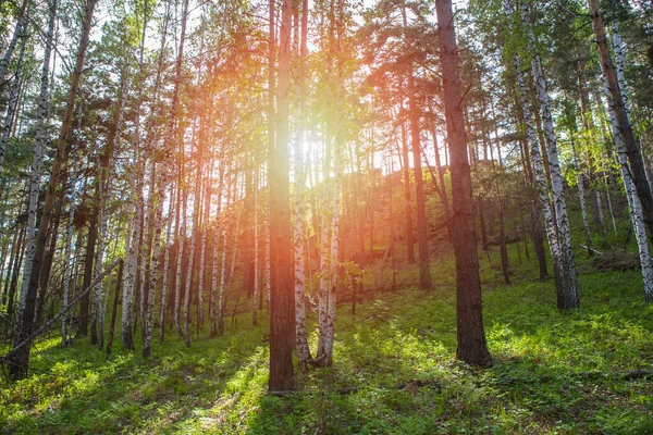 Prachtig Zomerwoud Stralen Van Helder Zonlicht — Stockfoto