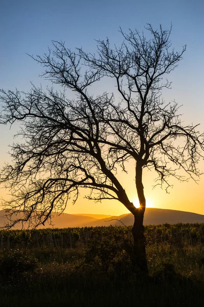 Prachtige Boom Zon Aan Kant Van Weg — Stockfoto