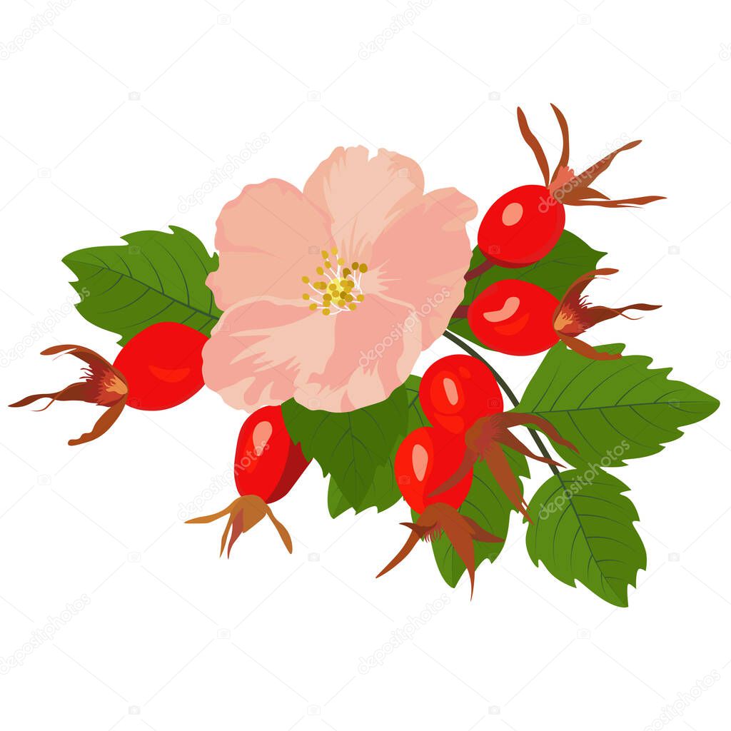 picture Roses Vector Stock Background Flower wdrfree