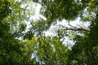 aşağıdan yukarıya güzel ağaç yapraklar vurdu