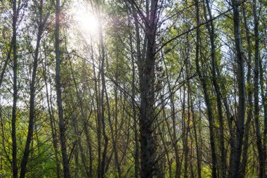 özgün ağaçları ile diken ile mayo büyümüş.