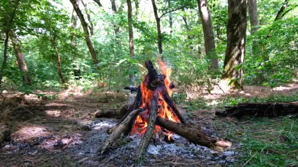 Fogata Naturaleza Durante Las Vacaciones Verano — Vídeos de Stock