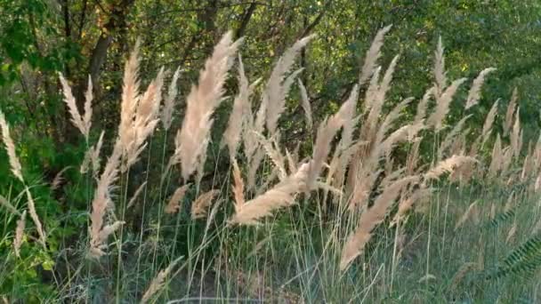 oreilles légères de plantes se balançant dans le vent 