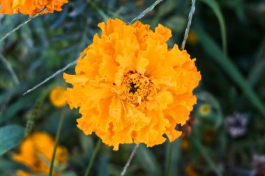  Sarı gerbera yakın çekim