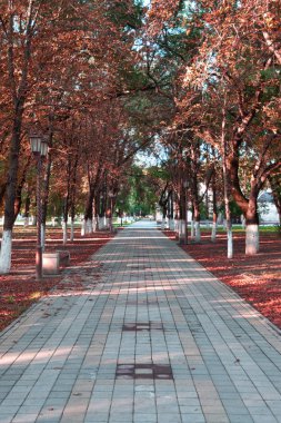 büyük ağaçlar ve kırmızı yaprakları ile sonbahar park