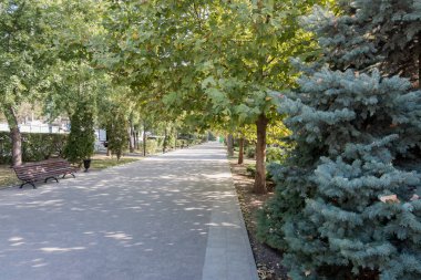 akçaağaç ve banklar ile güzel gölgeli sokak