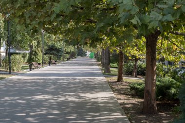 akçaağaç ve banklar ile güzel gölgeli sokak