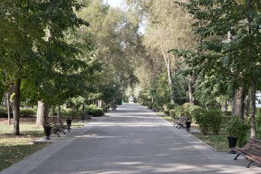 insanlar, yüksek maples ile erken sonbahar gölgeli bir meydanda