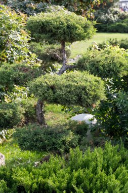 yeşil bir parkta bir çim üzerinde büyüyen küçük bonsai